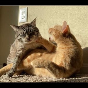 Meet your Posher, Caitlyn